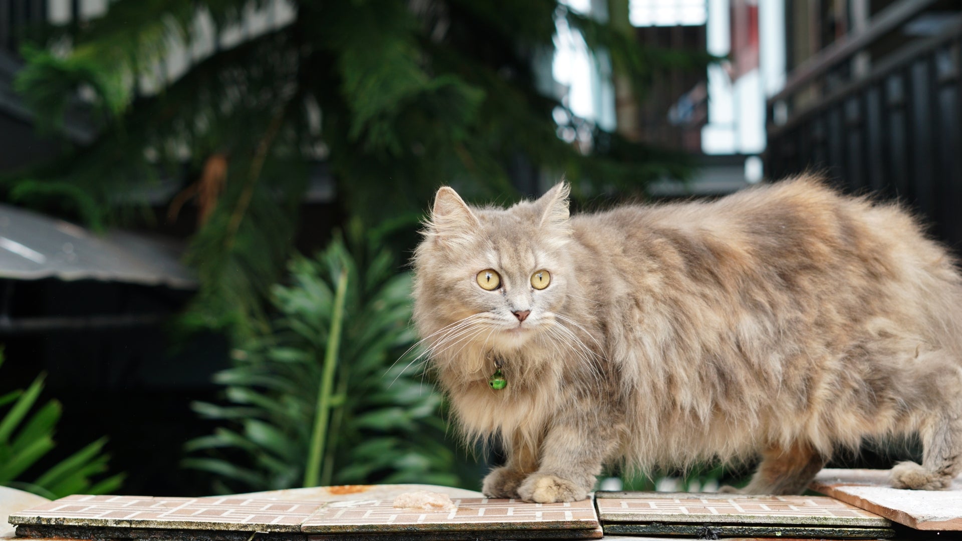 Ragdoll Maine Coon Cat Mix: A Perfect Blend of Personality and Size