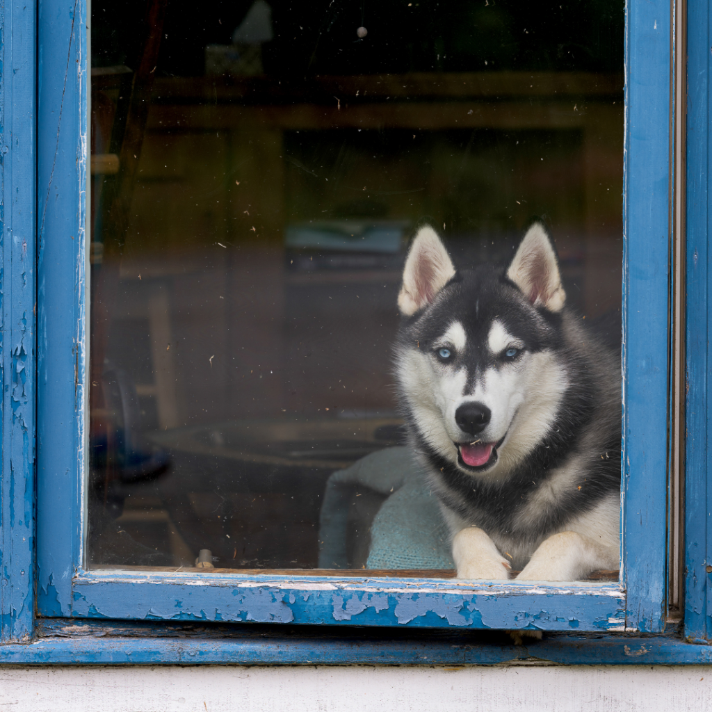 How to Choose the Perfect Siberian Husky Dog House for Your Pet