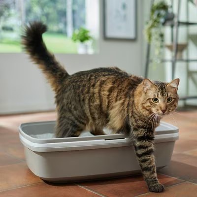 Top Benefits of Cat Litter Sifting Trays: Simplify Cleaning and Reduce Odors