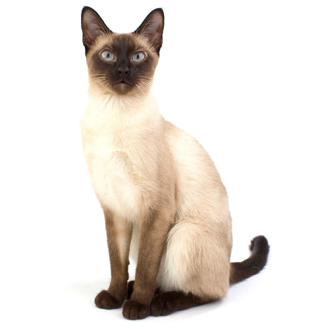 Wedge Head Siamese Cat: Characteristics and Unique Features Explained