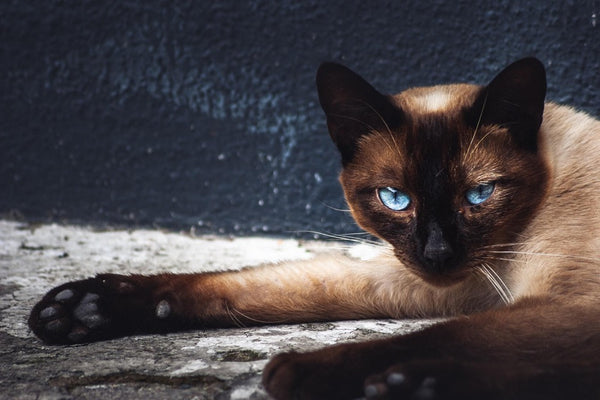 What to Expect from a Half Siamese Cat: A Comprehensive Guide