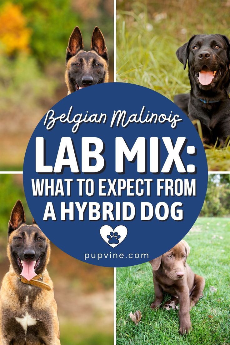 Labrador Belgian Malinois Mix: What to Know About the Belgador Hybrid Dog