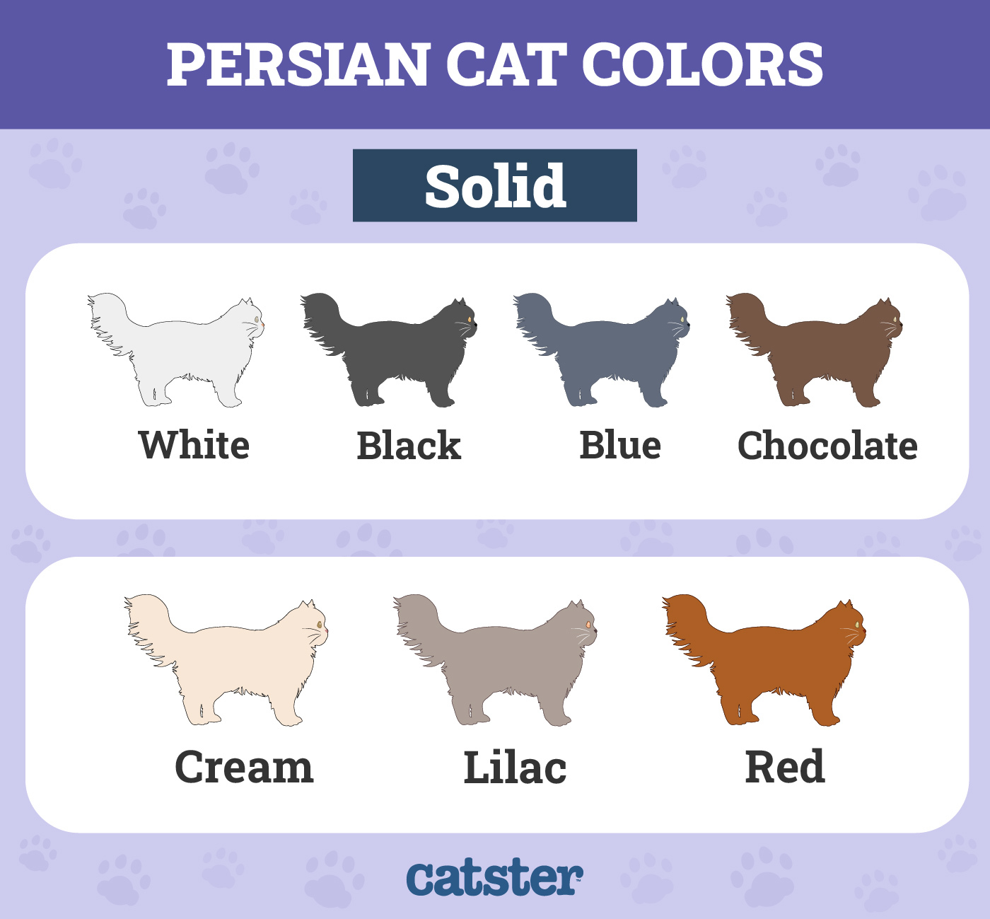 persian cat color chart