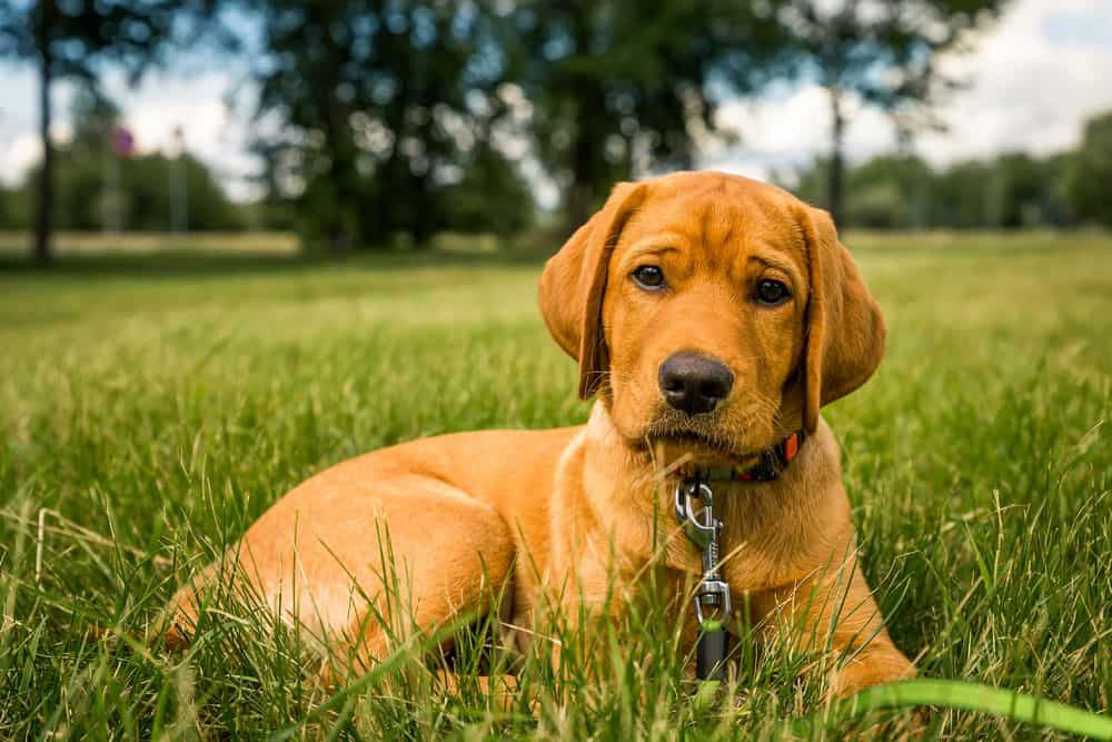 Explore the Best Fox Red Labrador Retriever Puppies from Trusted Breeders