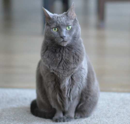 Find a Russian Blue Cat to Adopt: Loving Homes Needed Near Me