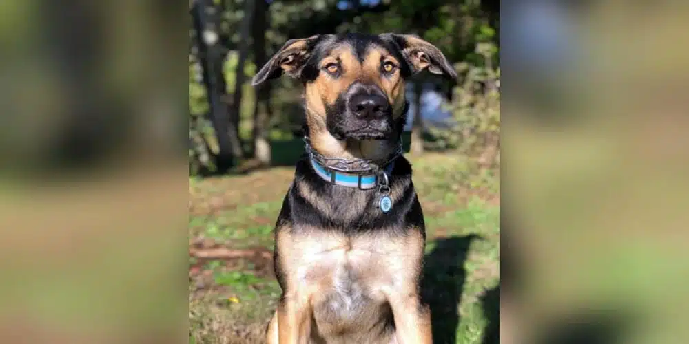 Everything About the Lab German Shepherd: The Perfect Hybrid Dog