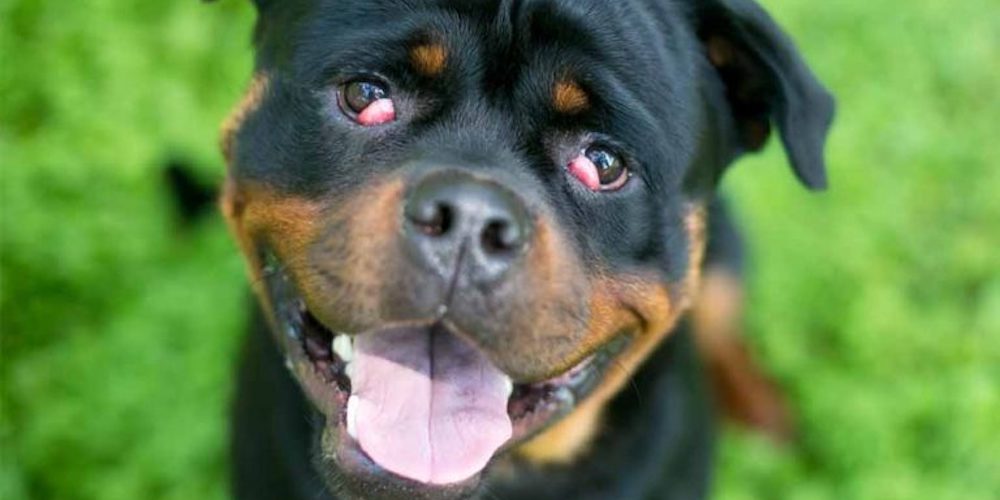 rottweiler eye problems