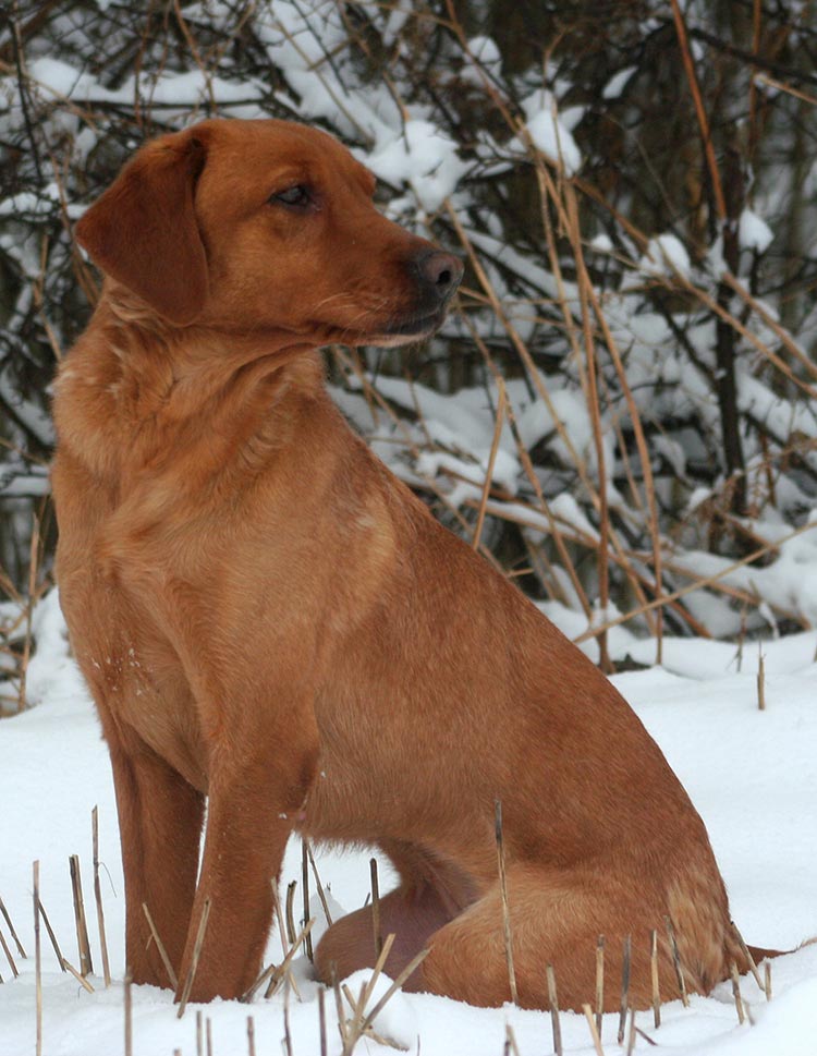 Fox Red Labrador Retrievers: The Rare and Beautiful Ruby Labs