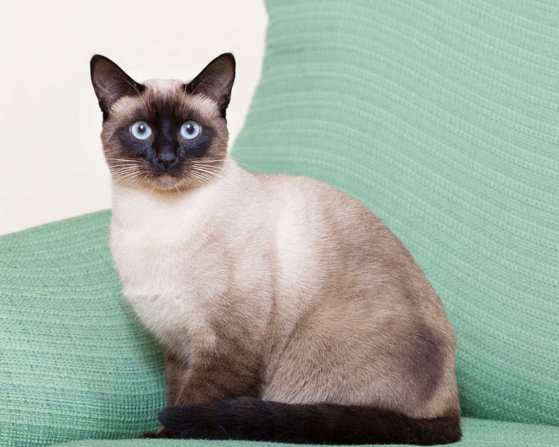 Beautiful Cats That Resemble Siamese: 10 Breeds You Need to Know