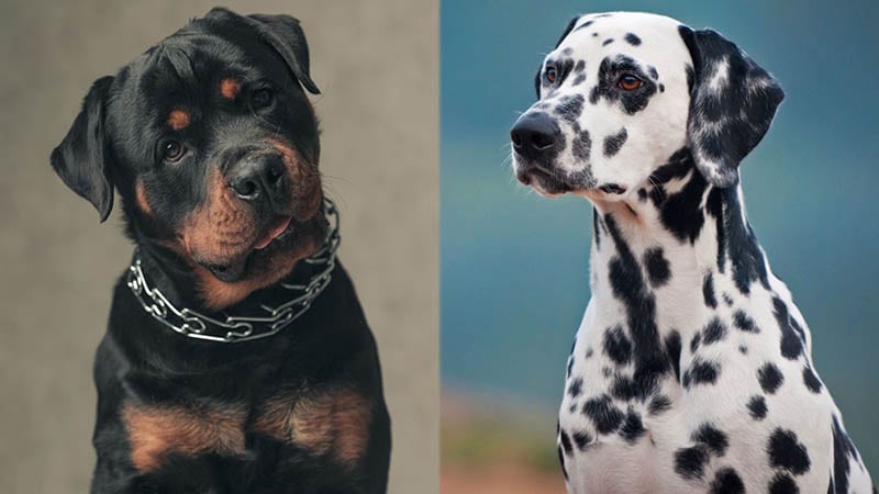 Rottmatian Breed Info: Dalmatian & Rottweiler Mix Temperament, Size & Care