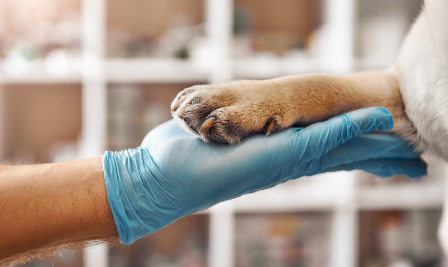 Best Urgent Care Pet Clinics in Warner Robins, GA: Immediate Care for Your Furry Friend