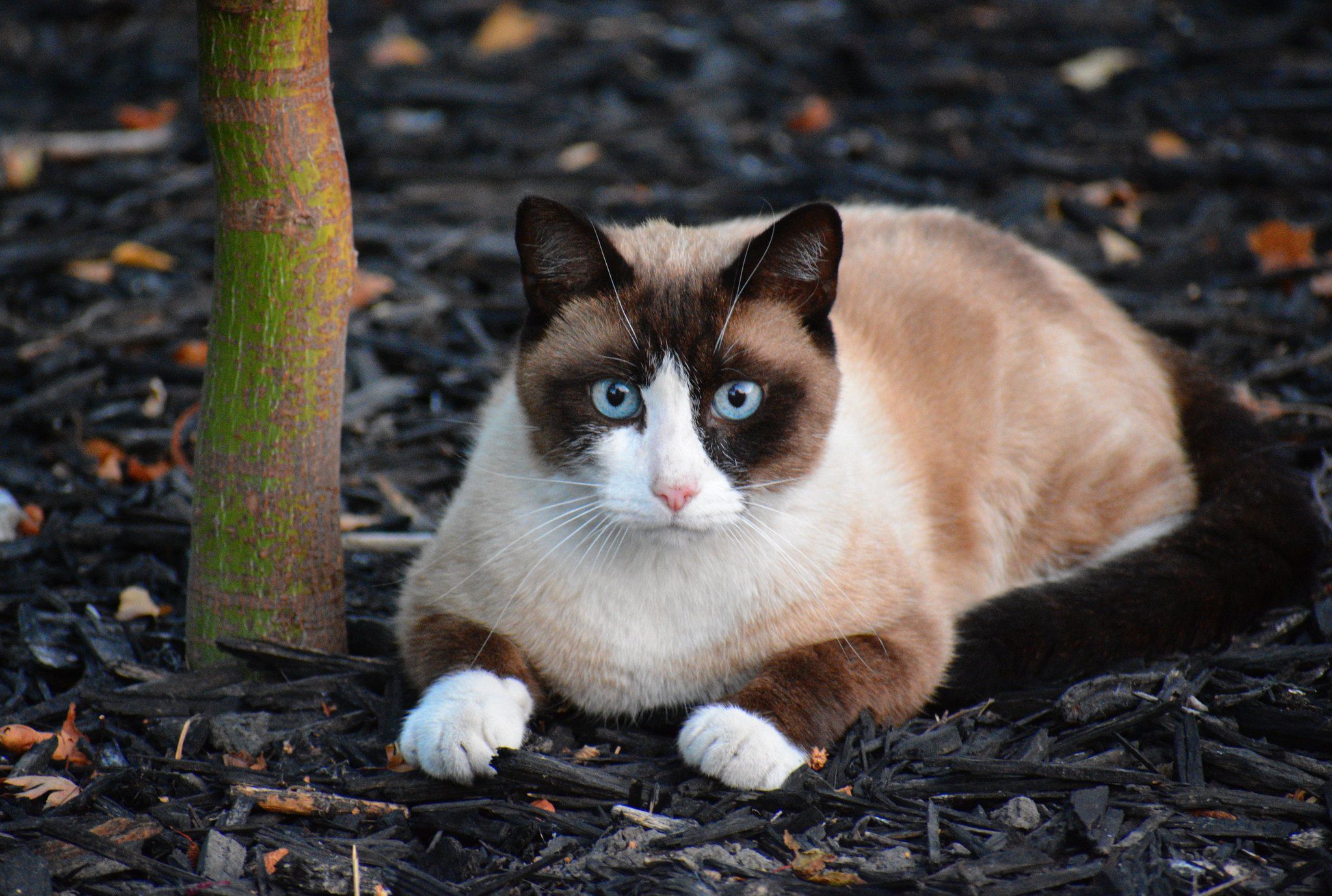Siamese Cat with White Paws: Everything You Need to Know About the Snowshoe Breed