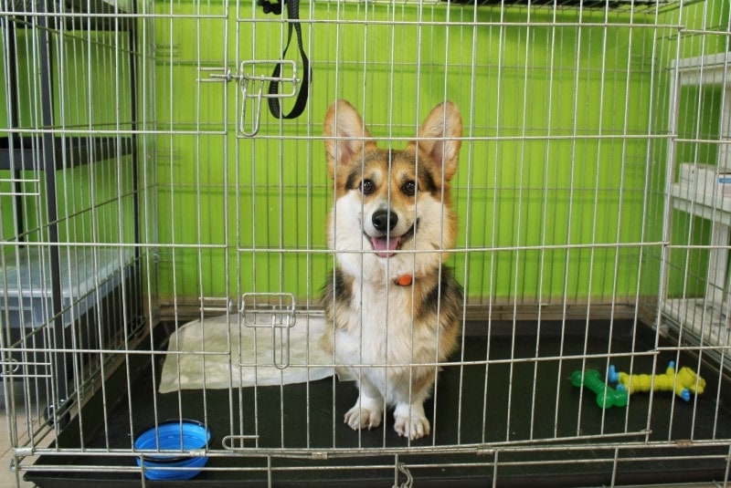 What Size Crate is Best for Your Corgi? A Complete Guide