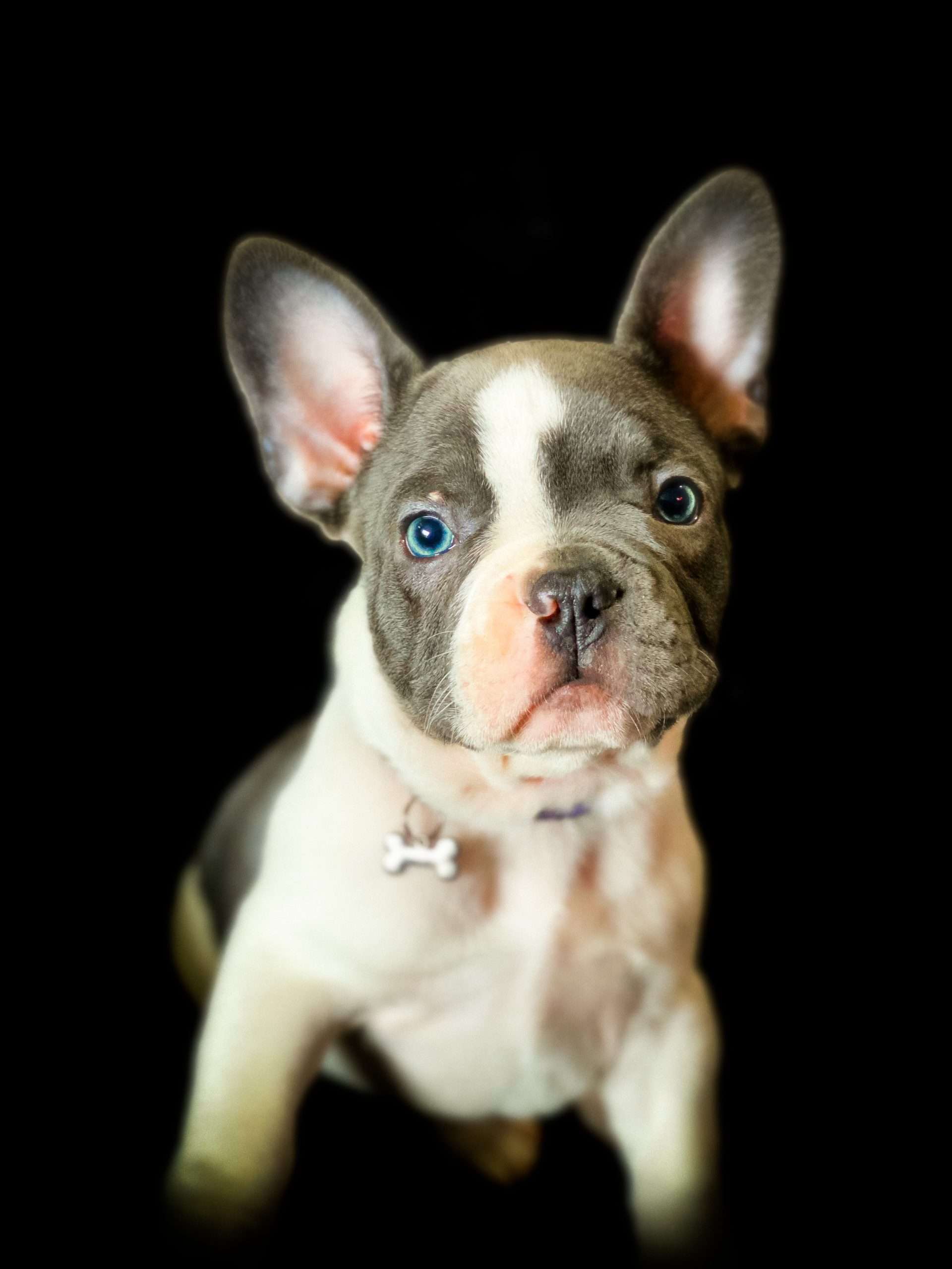 How Smart Are Bulldogs? A Look at Their Intelligence and Training Potential