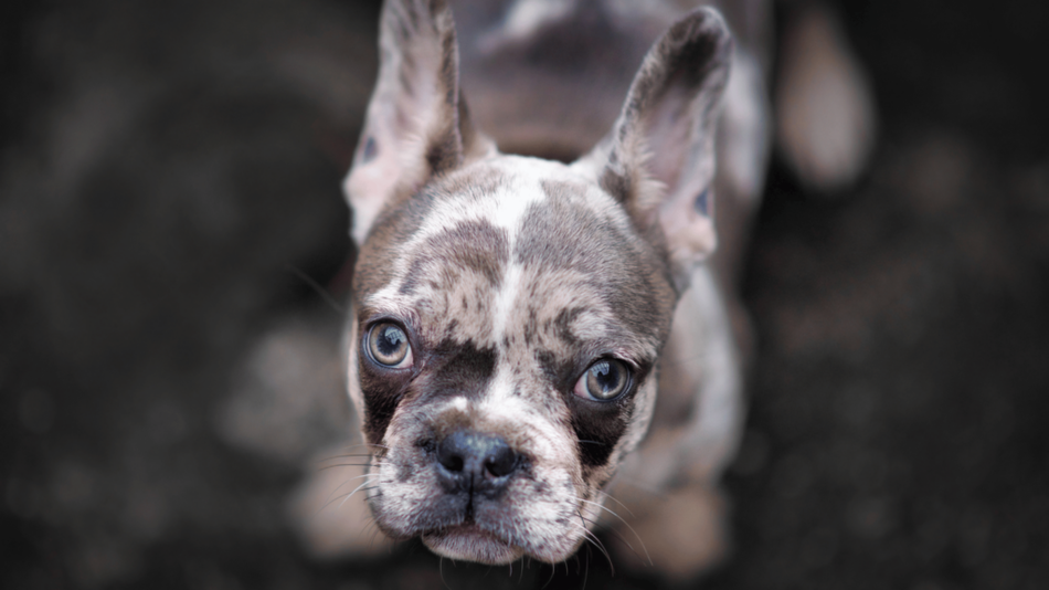 Why Lilac Merle French Bulldogs Are So Unique: Everything You Need to Know