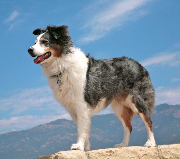 Find a Golden Retriever Australian Shepherd Mix Near Grand Rapids, MI