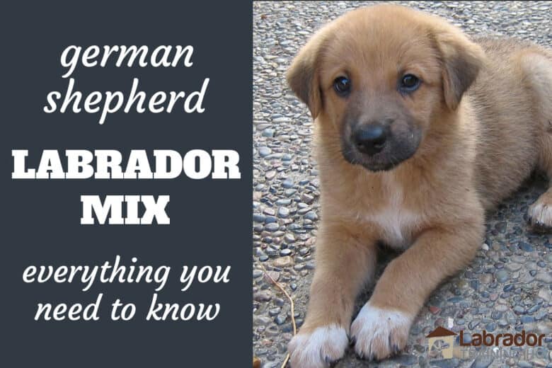 German Shepherd Lab Mix: Everything You Need to Know About the Sheprador
