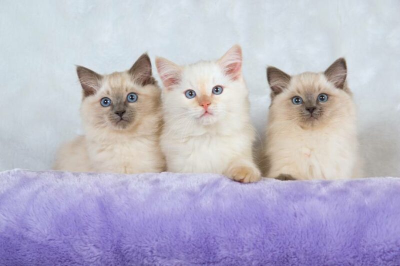 Discover the Lilac Ragdoll Cat: Unique Appearance and Traits