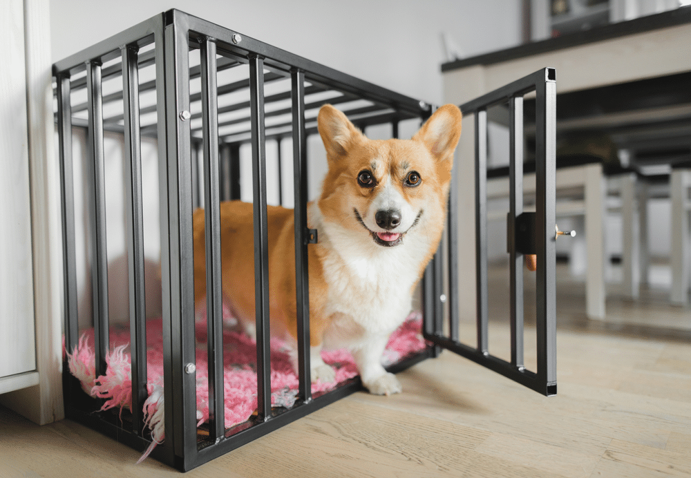 Ultimate Guide to Choosing a Dog Crate for Corgis: Sizes & Recommendations
