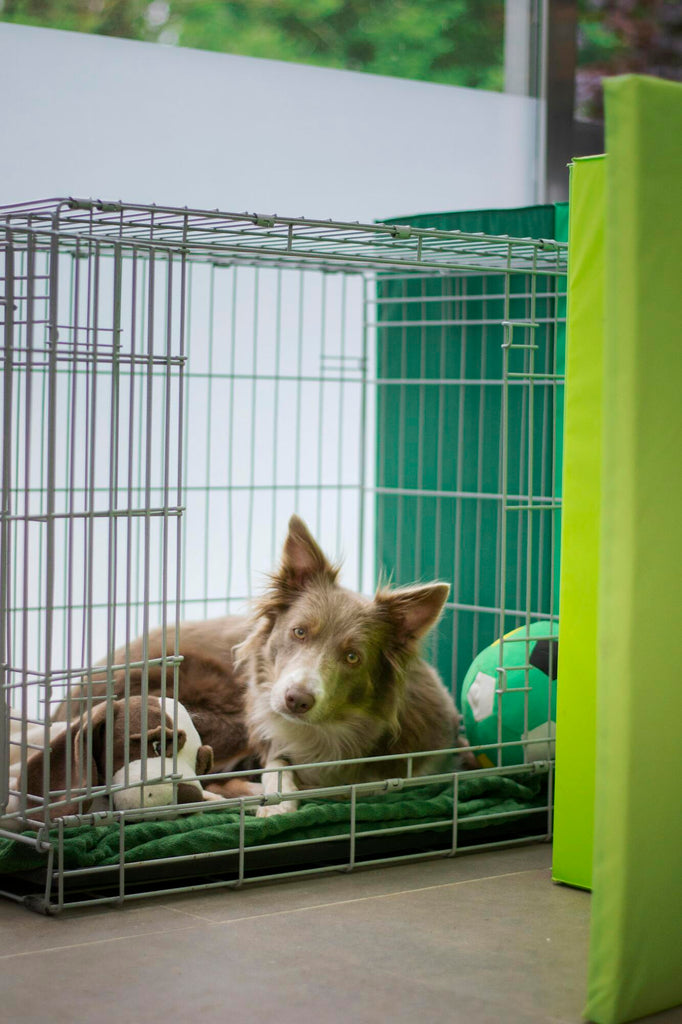 Ultimate Guide to Choosing a Dog Crate for Corgis: Sizes & Recommendations