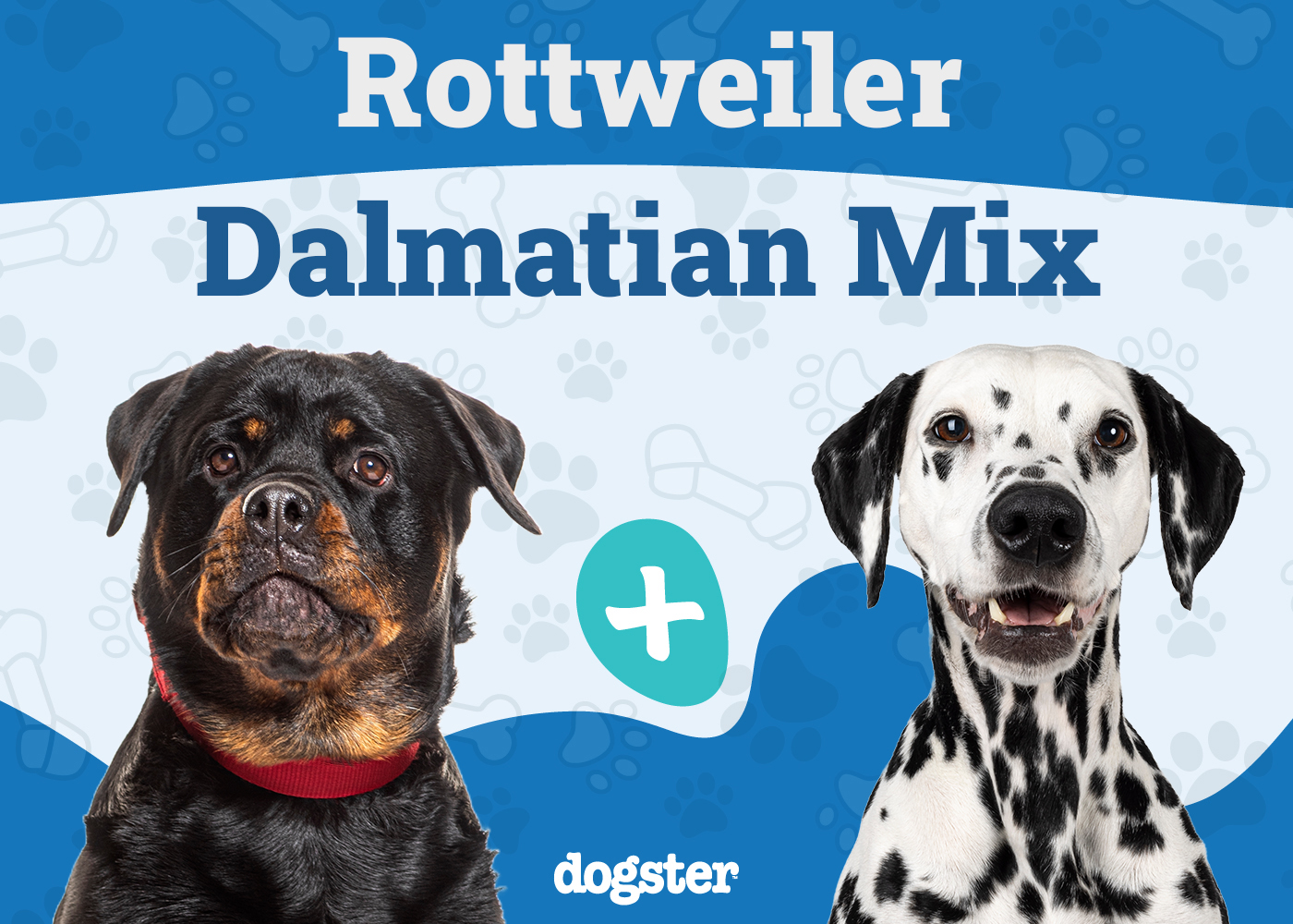 Rottmatian Breed Info: Dalmatian & Rottweiler Mix Temperament, Size & Care