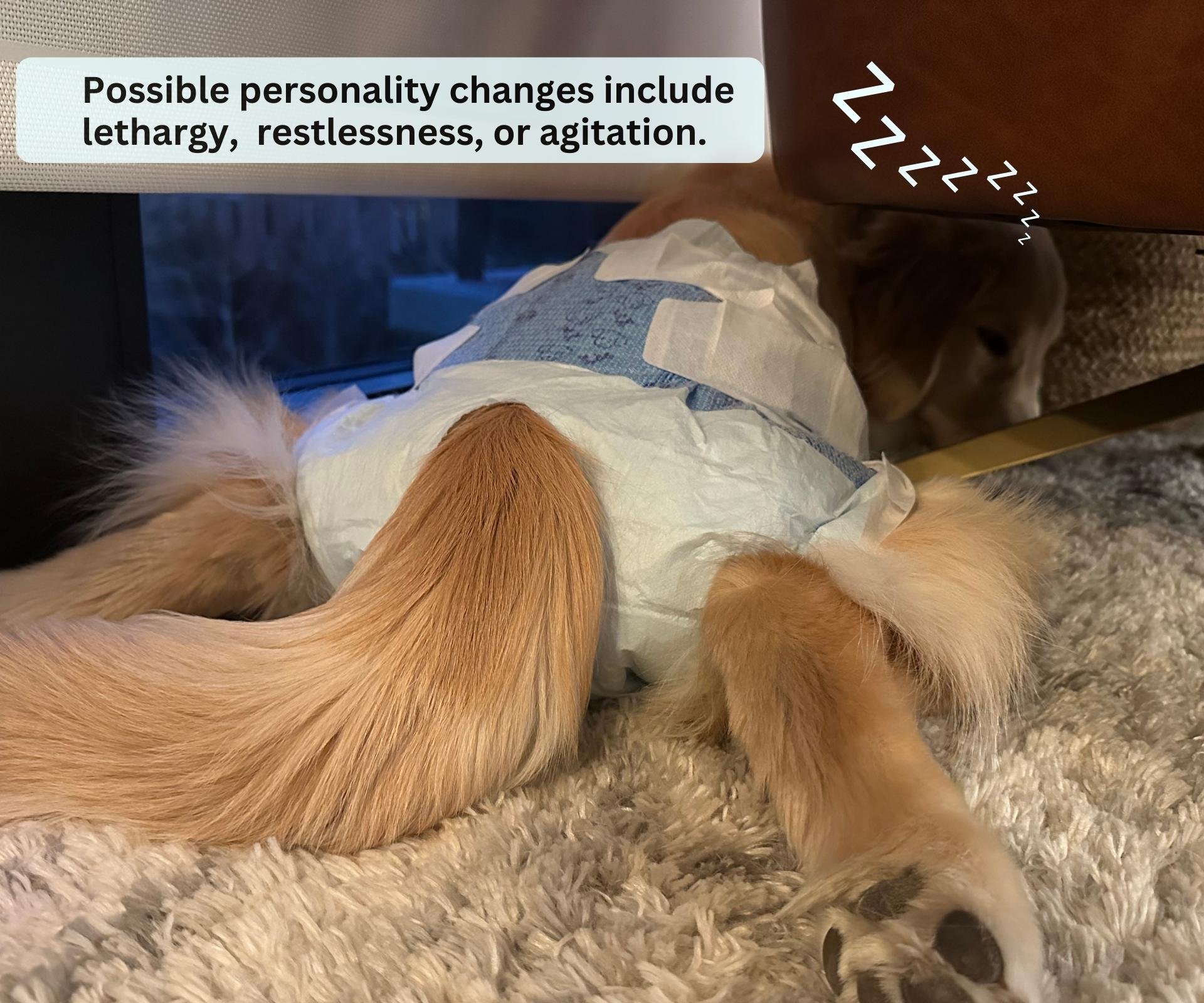 Understanding the Golden Retriever Heat Cycle: What Every Dog Owner Should Know