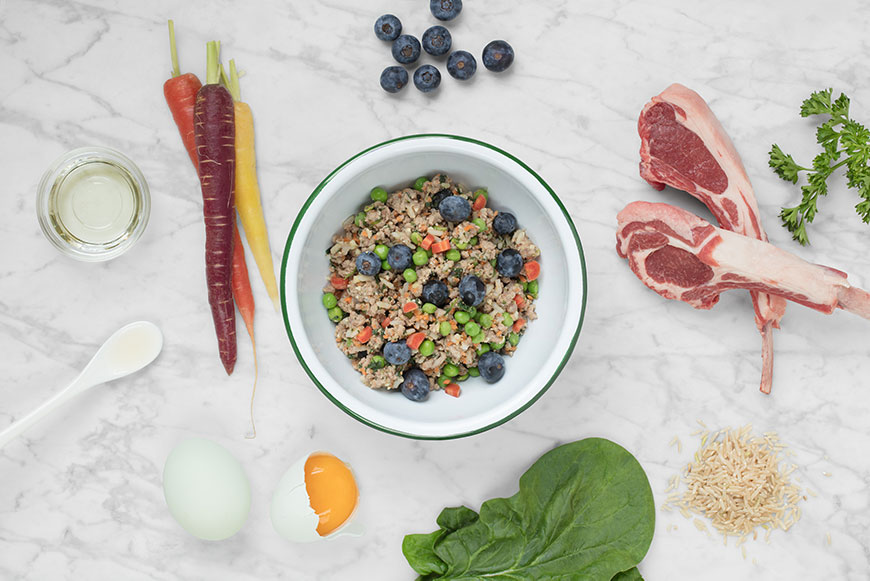 Best Whippet Food Options: Essential Nutrients & Healthy Diet Tips