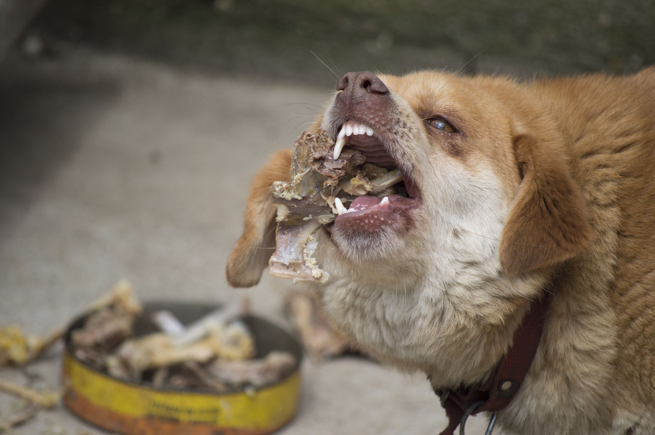 Why Choose Grounded Chicken Bone-In for Your Dog's Diet?