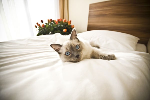Average Cattery Boarding Prices: How Much Does It Cost to Board Your Cat?