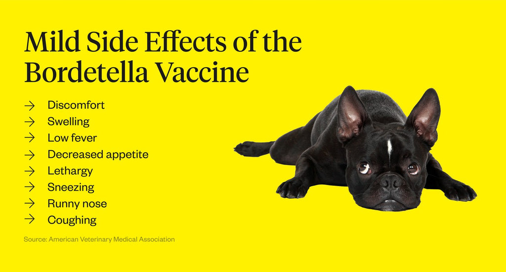 Common Side Effects of the Kennel Cough Vaccine in Dogs: A Complete Guide