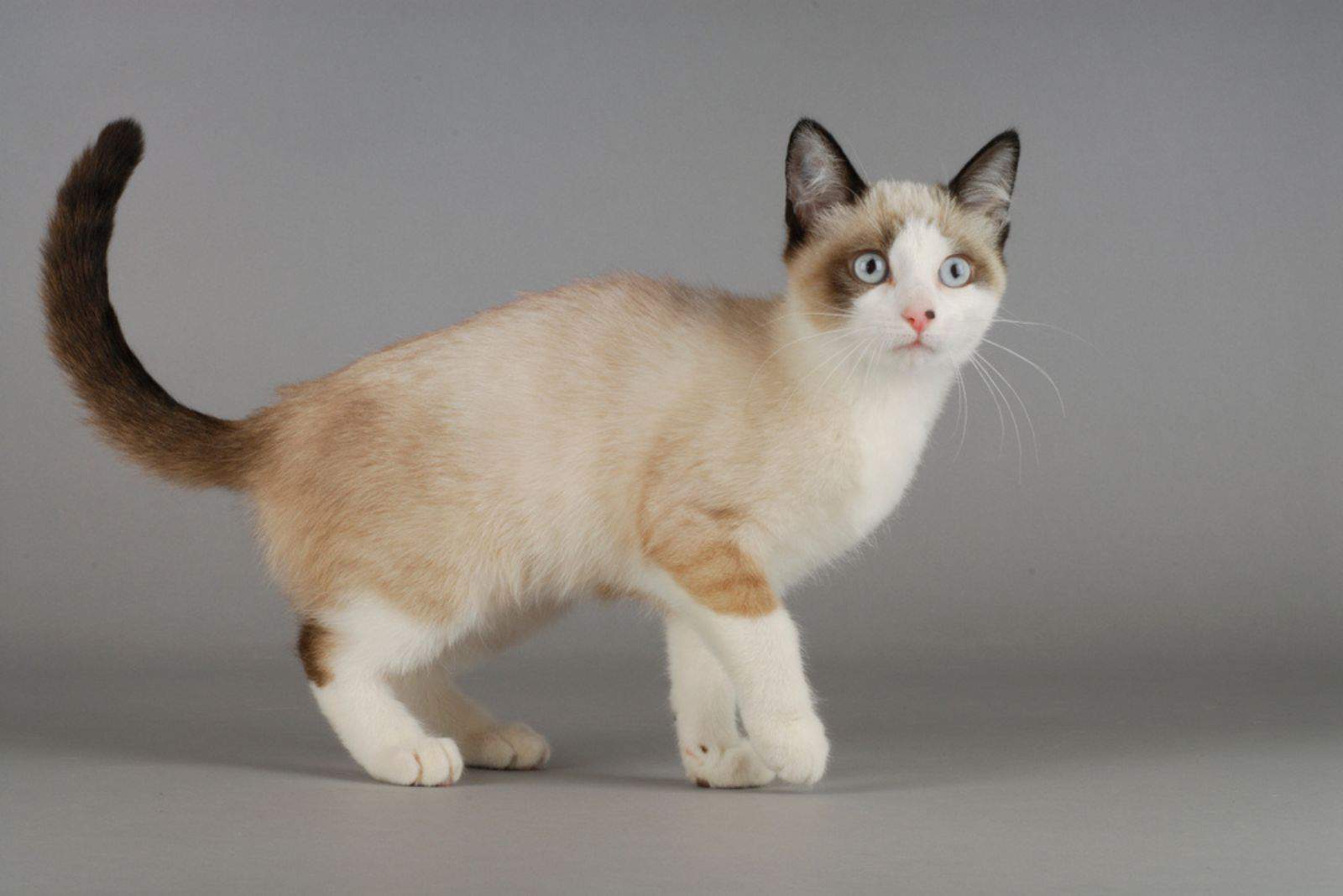 Top Snowshoe Siamese Cat Breeders: Rare and Beautiful Cats for Sale