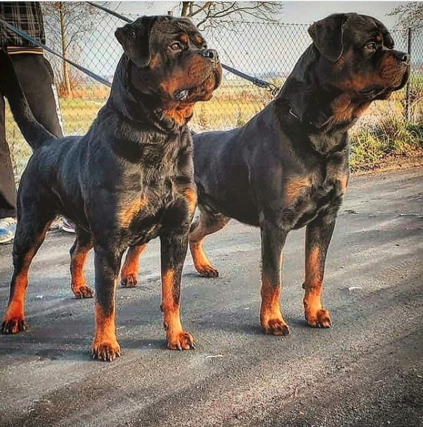 Long Haired Rottweiler: Everything You Need to Know
