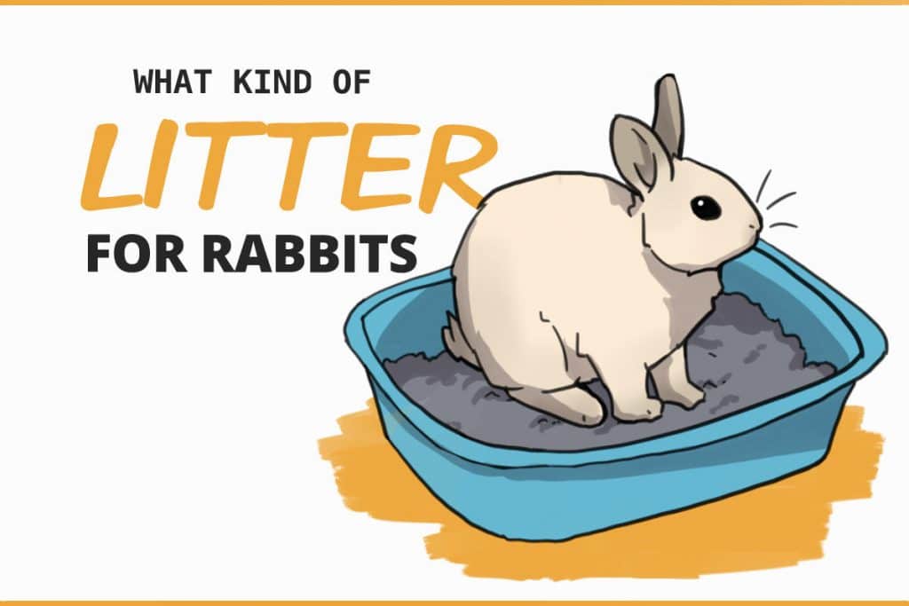 Can Bunnies Use Cat Litter? Heres What You Should Avoid