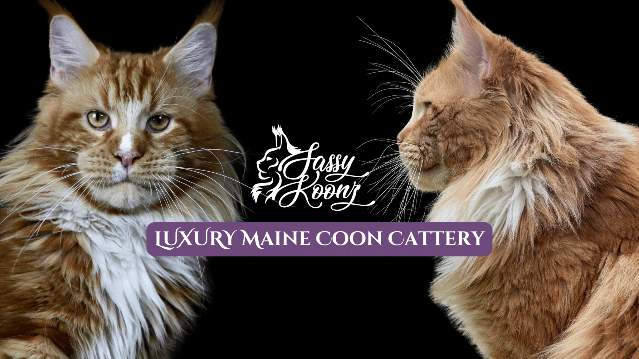 Top Maine Coon Cattery: Healthy & Social Maine Coon Kittens for Sale