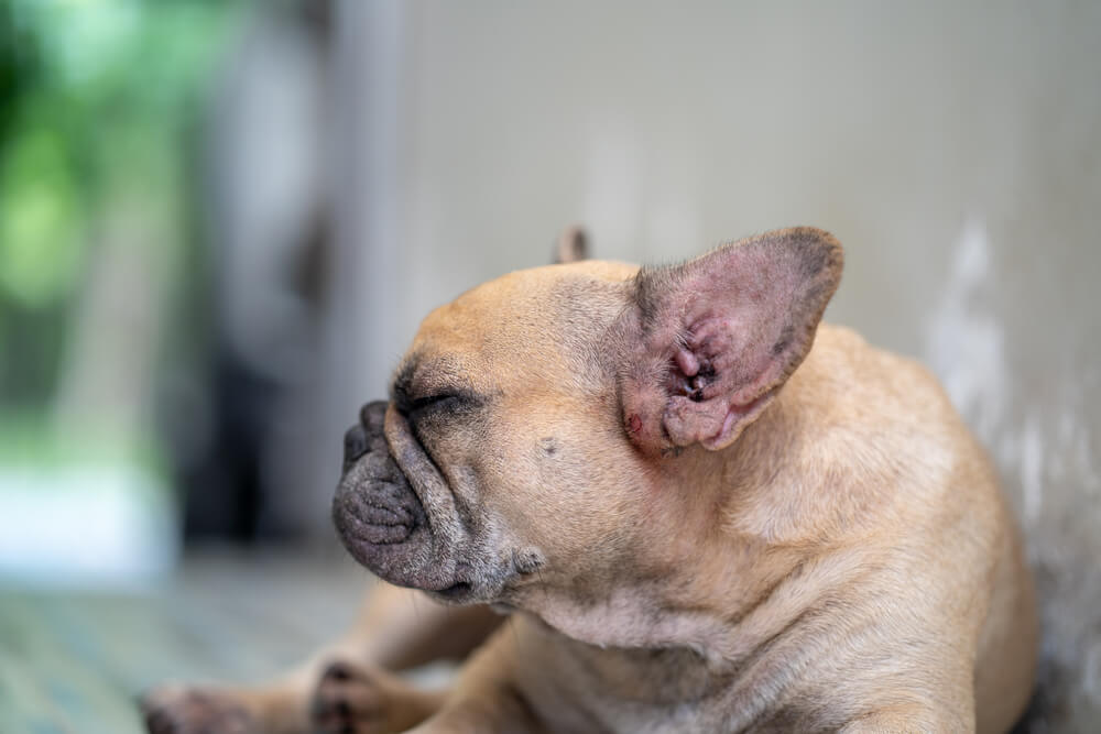 Top Natural Remedies to Relieve French Bulldog Itchy Skin Naturally