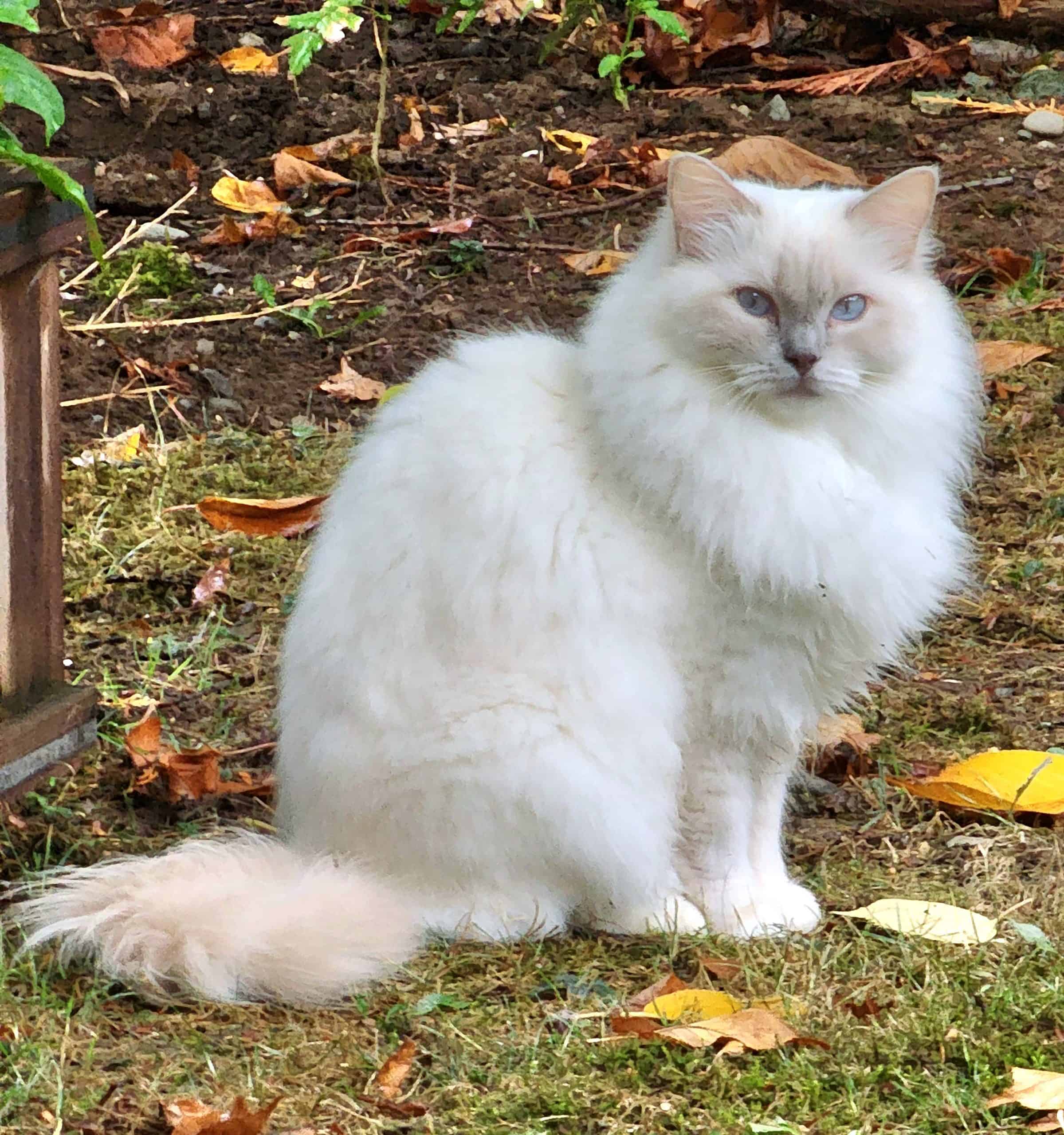 Everything You Need to Know About the Lilac Mitted Ragdoll Cat