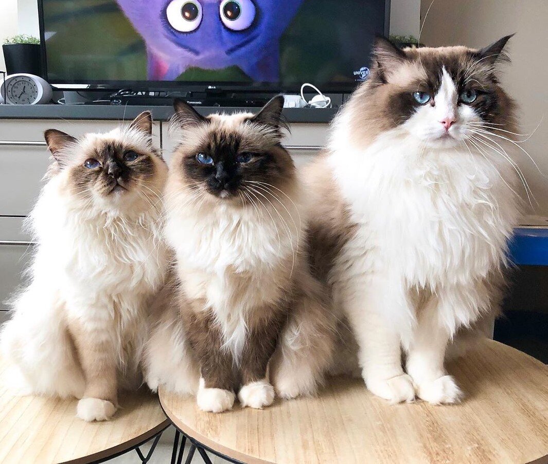 Birman vs Ragdoll: Which Cat Breed is Right for You?