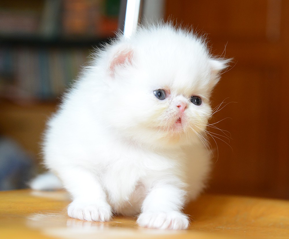 Persian Cat Price Guide: What You Can Expect to Pay in 2024