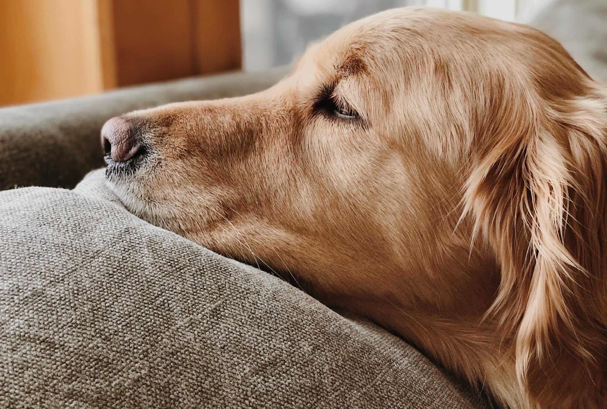 Why Are Golden Retrievers Dying Young? Understanding the Health Crisis