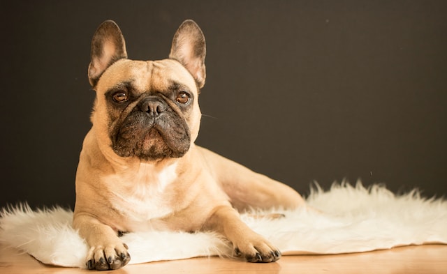 French Bulldog Price Guide: Cost & Factors in 2024