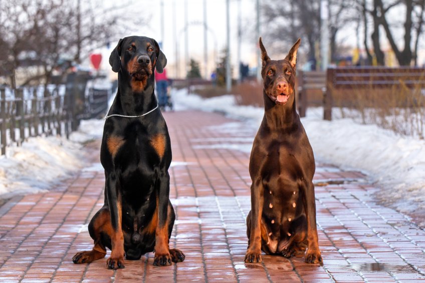 The Truth Behind Rottweiler Cropped Ears: Benefits, Risks, and Aftercare