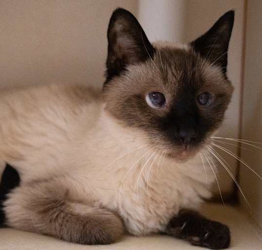 Rescue a Siamese Cat in Virginia: Available for Adoption Now