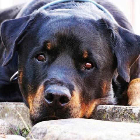 Rottweiler Clipped Ears Guide: Origins, Health Impact, and Proper Care