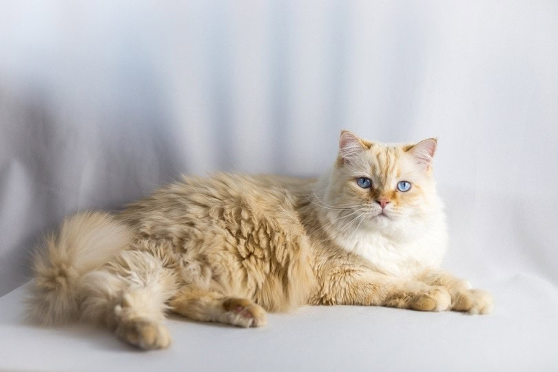 Is a Ragdoll Flame Point Cat Right for You? Find Out Now