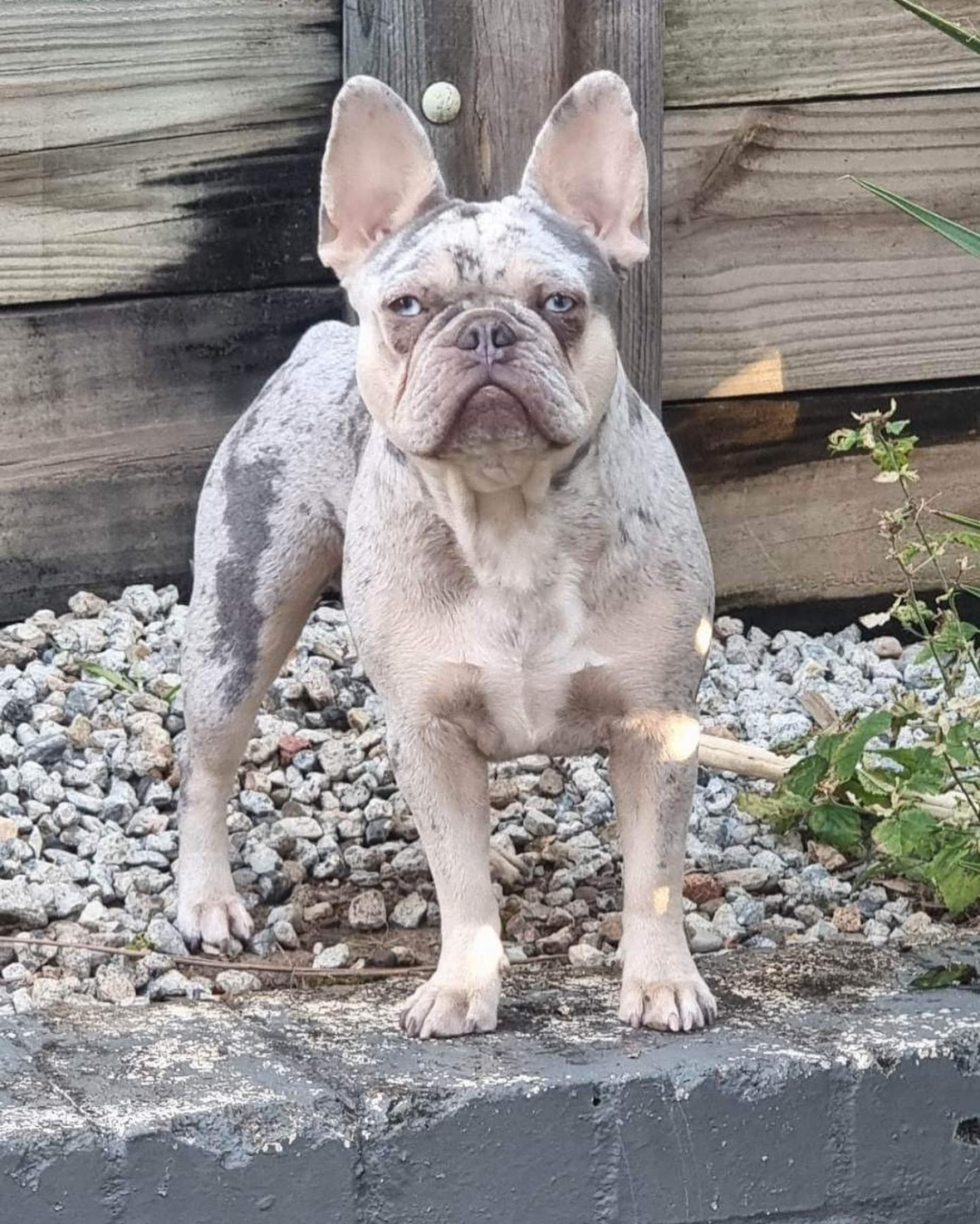 Why Lilac Merle French Bulldogs Are So Unique: Everything You Need to Know