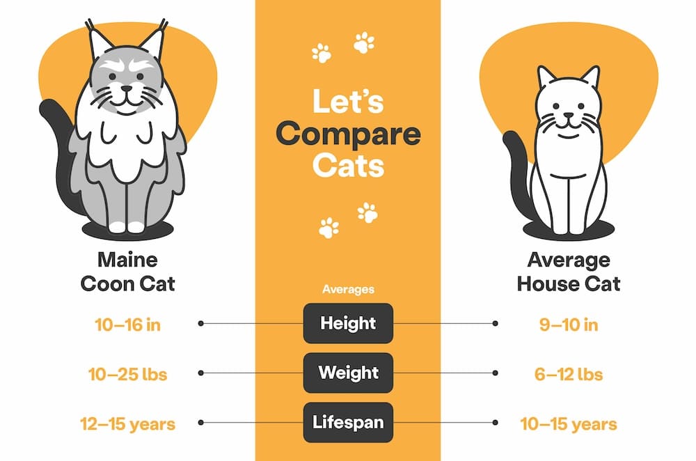 Female Maine Coon Cat: Size, Personality, and Key Differences Explained