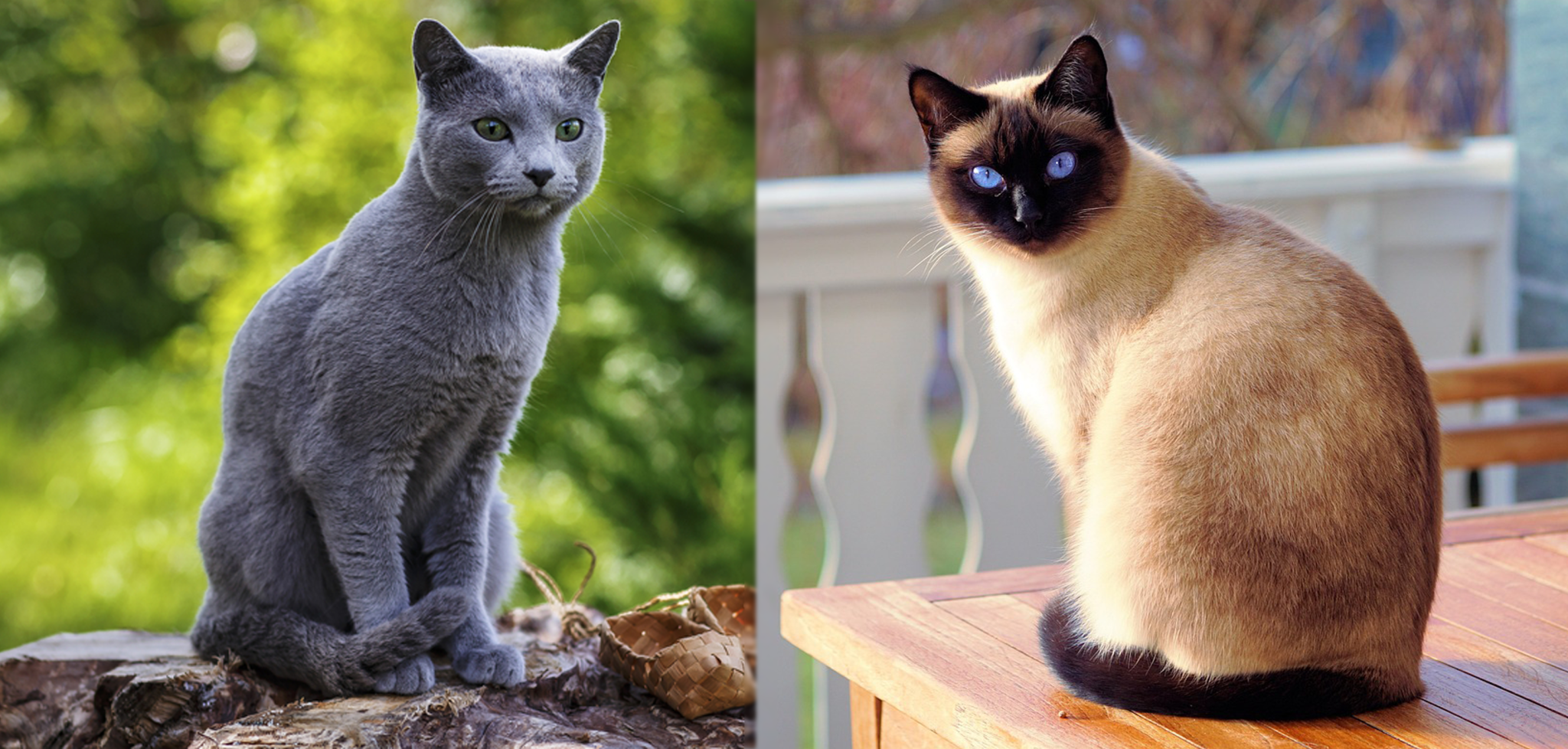 Blue Russian Cat Mix: A Unique Blend of Russian Blue and Siamese Traits