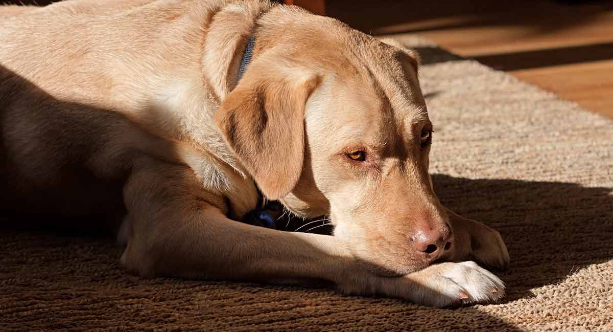 dudley labrador retriever