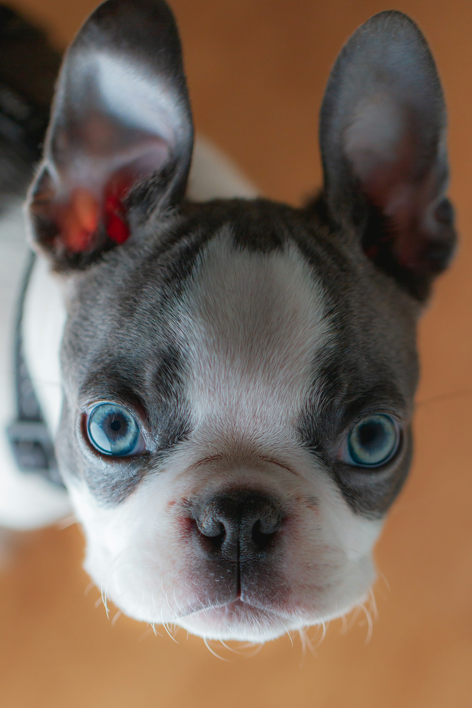 Why Lilac Merle French Bulldogs Are So Unique: Everything You Need to Know
