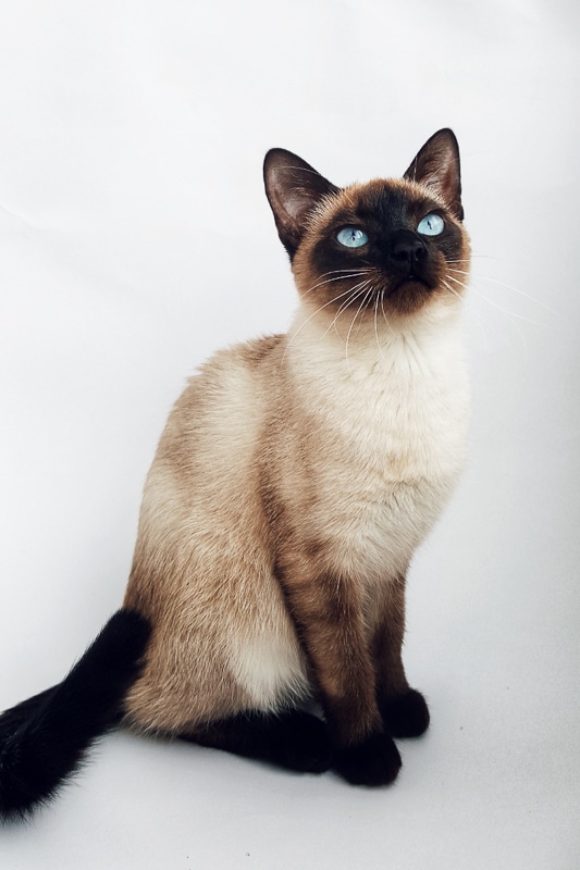 Cream Point Siamese Cats: Gorgeous Coat Colors and Why They Make Great Pets